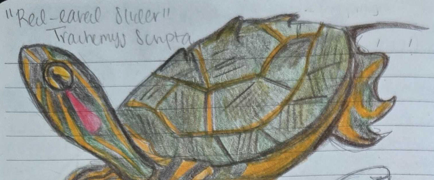 Field Biology - Field Journal