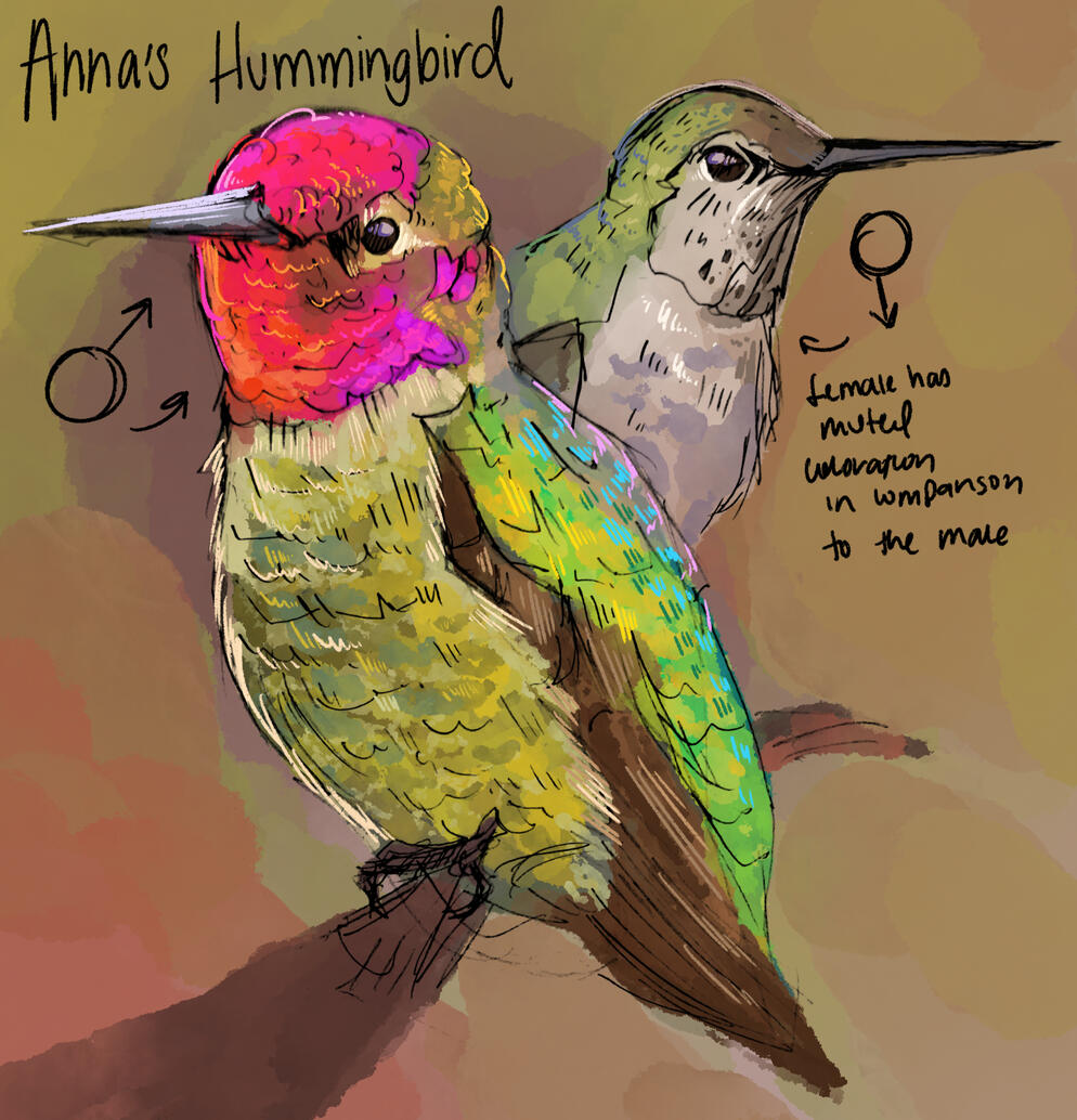 Anna's Hummingbird Illustration