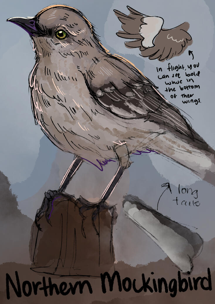 Northern Mockingbird Illustration