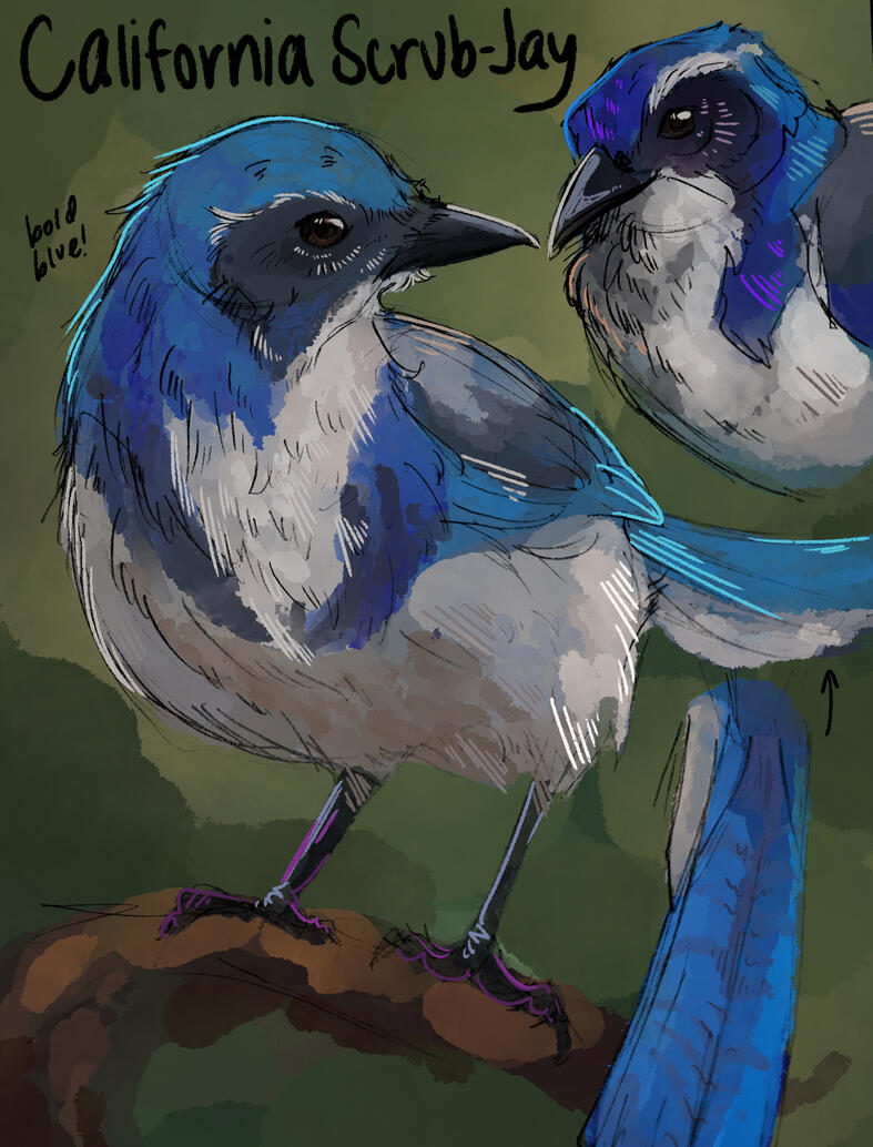 California Scrub-Jay Illustration California Scrub-Jay Illustration