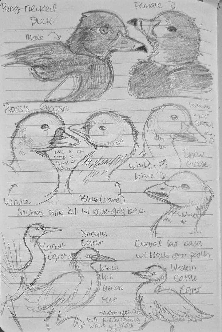 Field Journal Entry 3