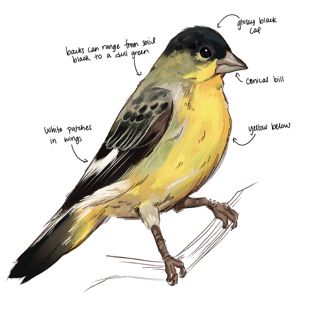 Study Material - Lesser Goldfinch