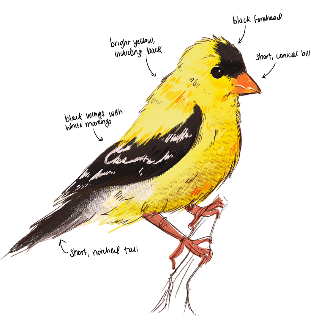 Study Material - American Goldfinch Study Material - American Goldfinch