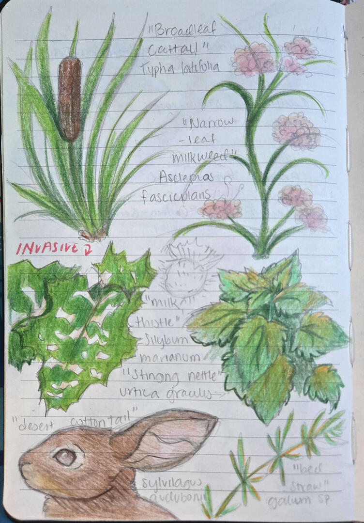 Field Journal Entry 1
