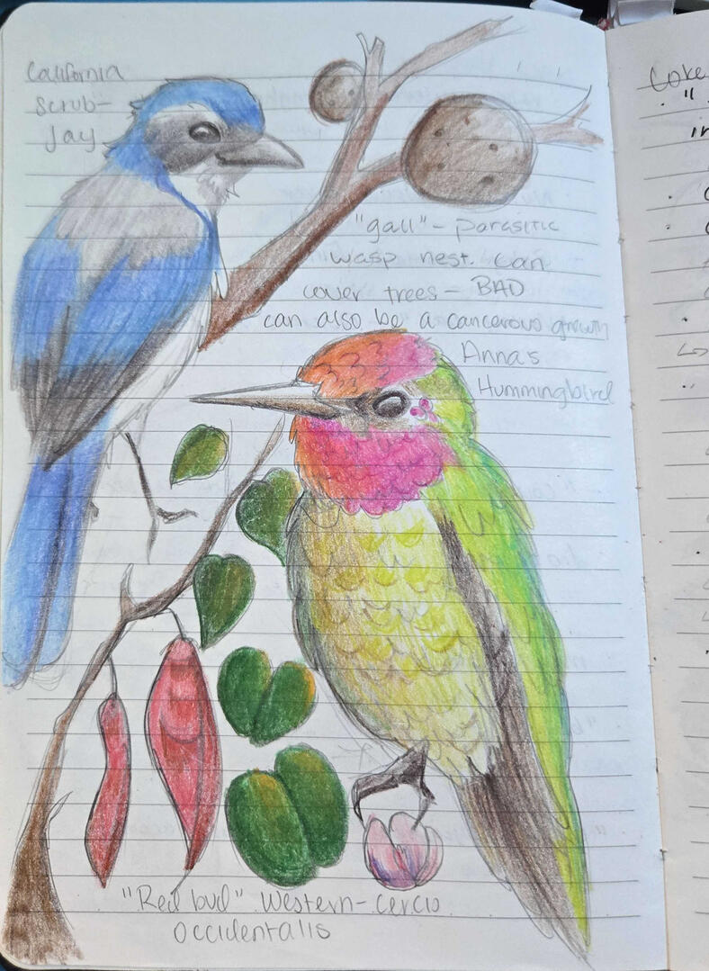 Field Journal Entry 4