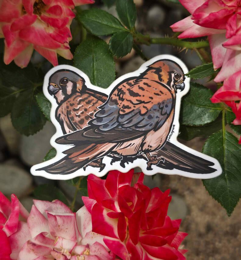 American Kestrels Sticker American Kestrels Sticker