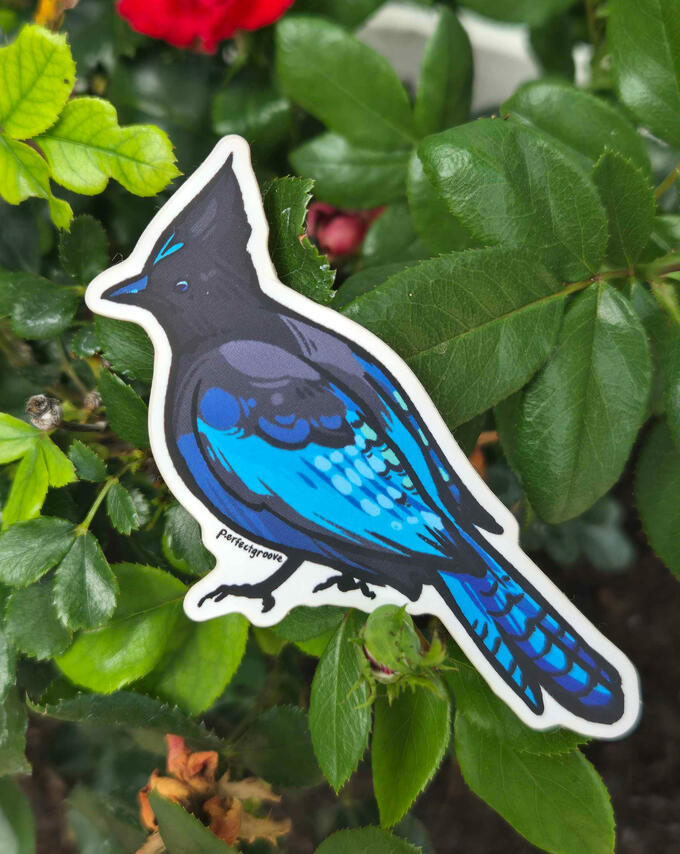 Steller's Jay Sticker